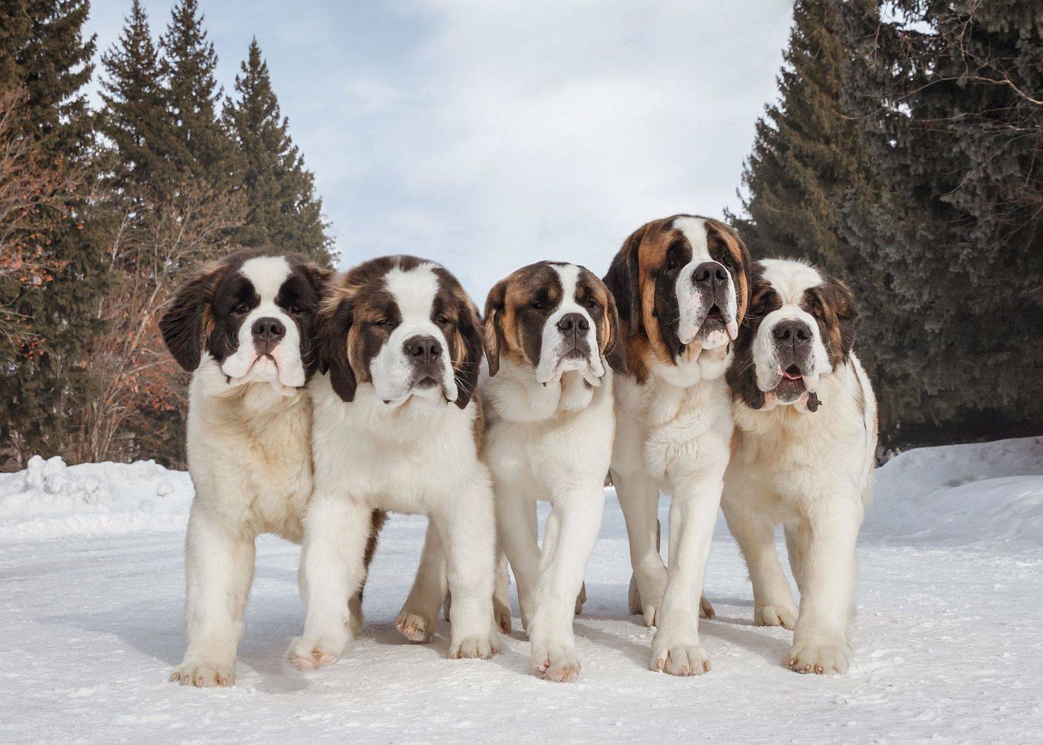 , Бурмистрова Ольга