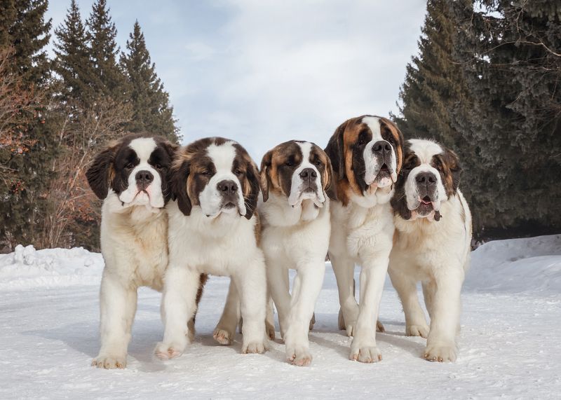 Банда фото превью