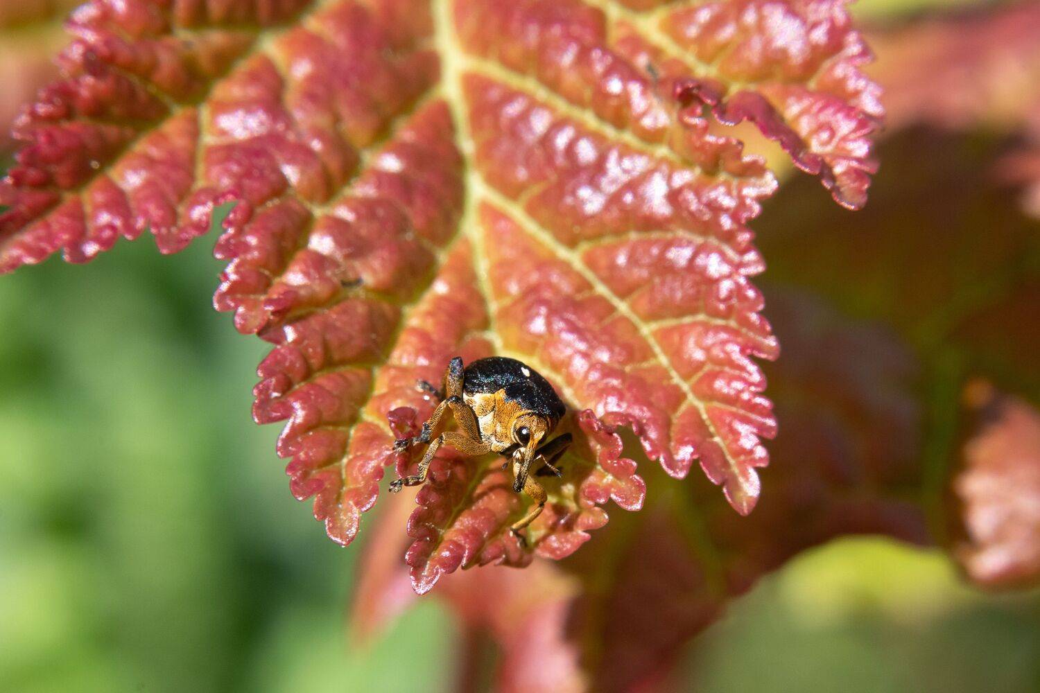 volgograd, russia, wildlife, Curculionidae, , Сторчилов Павел