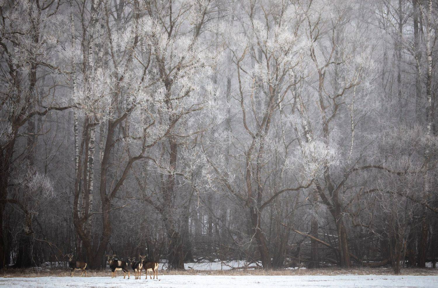 , Веревченко Михаил