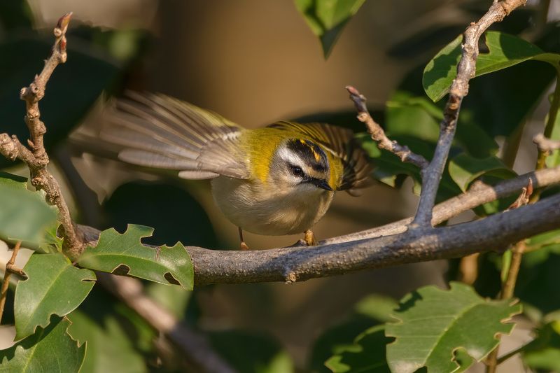 красноголовый, королёк Крохотулька фото превью