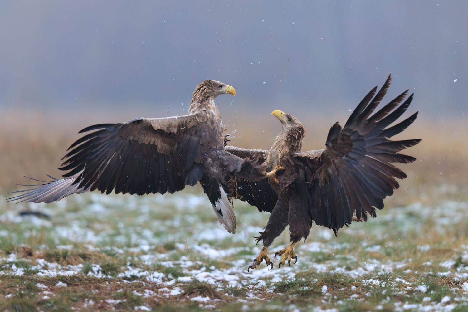 , Фруман Евгений