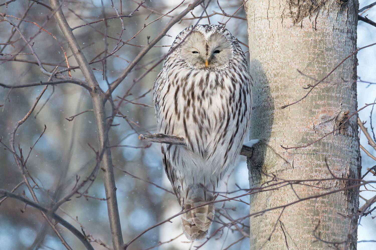 , Дина Нестеркова