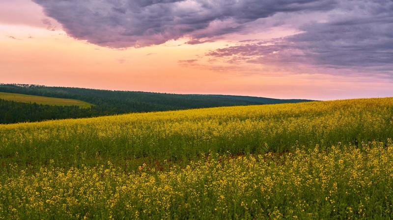 Рапсовое поле на закате фото превью