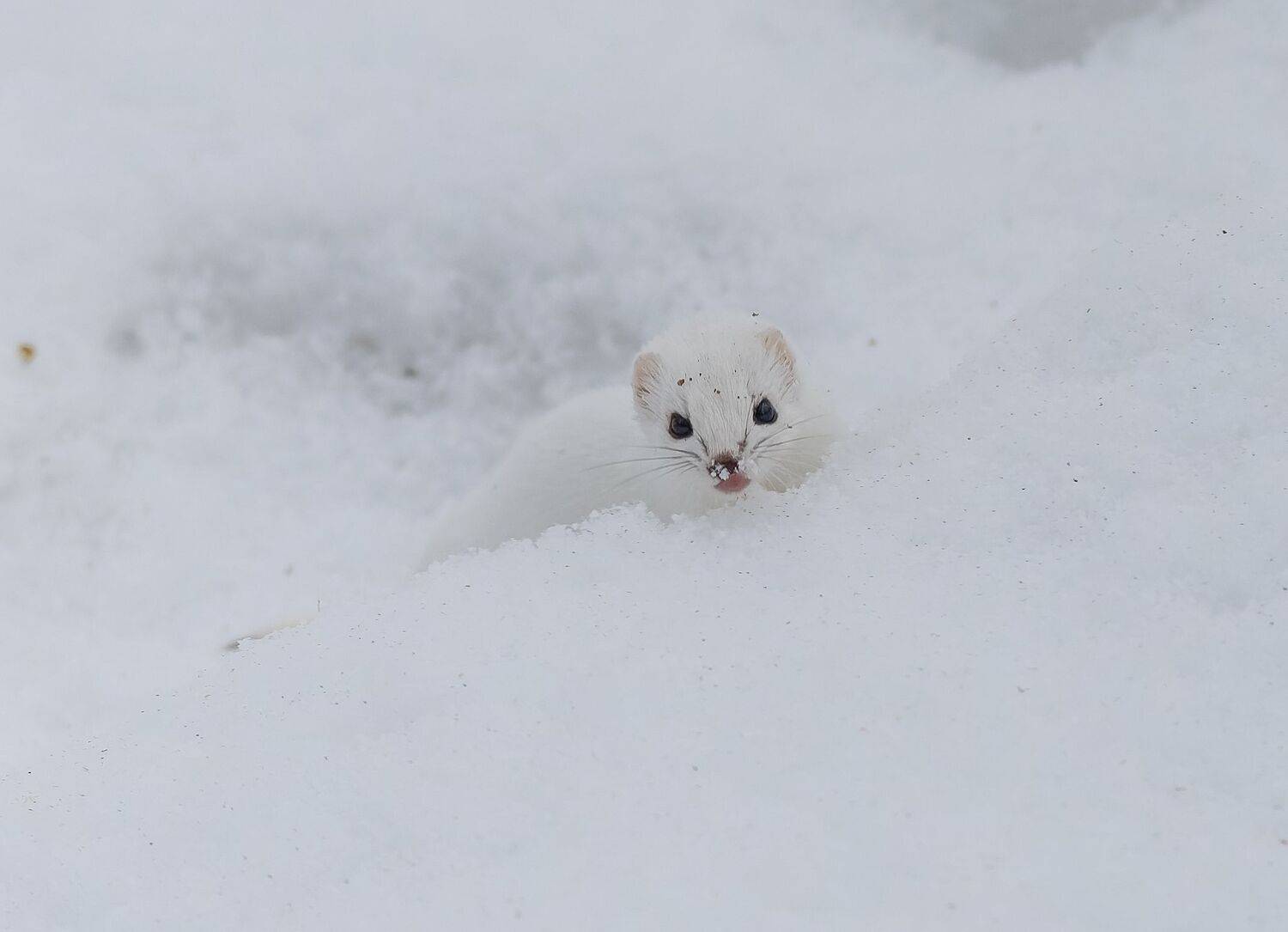 , Дэм Константин