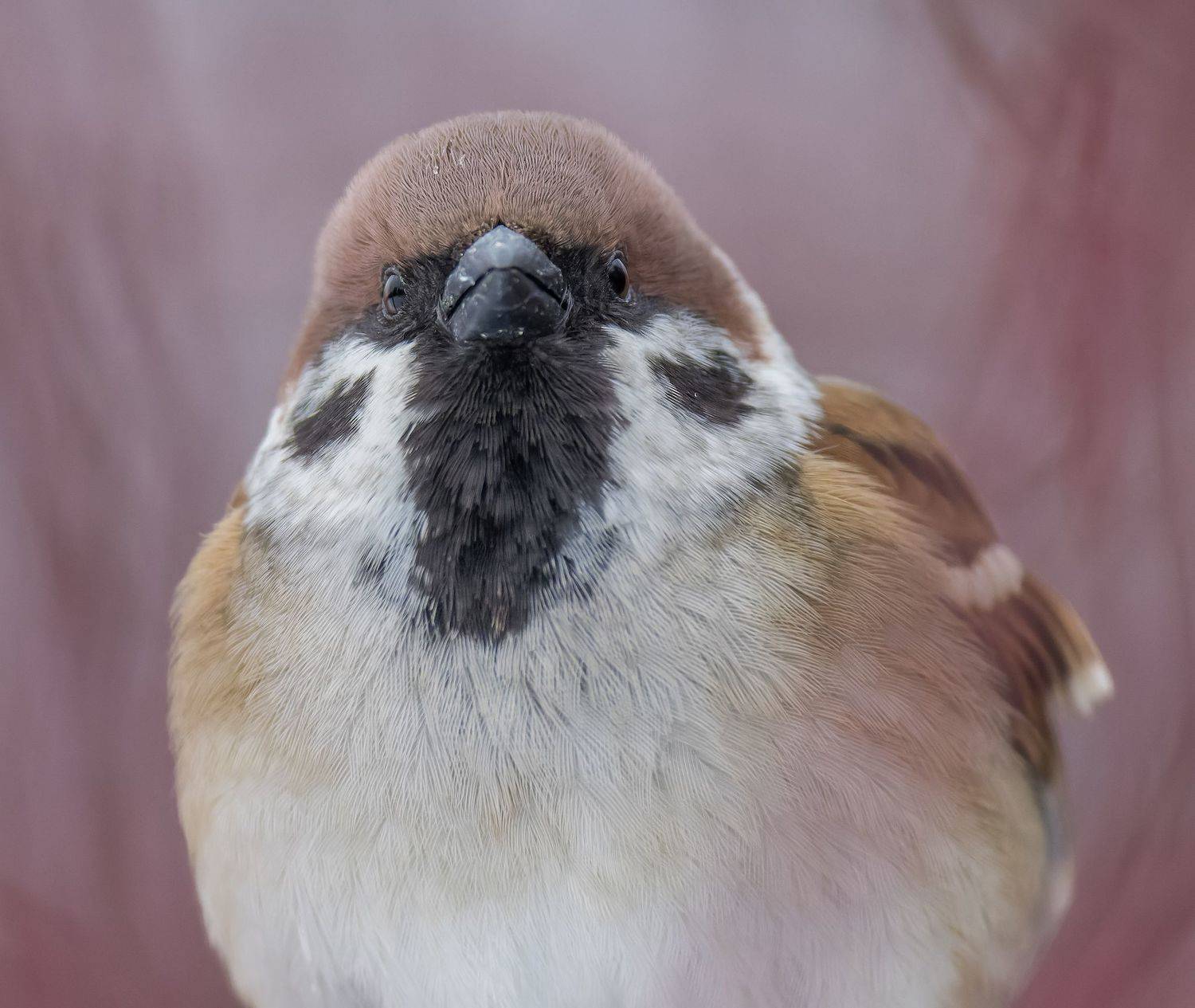 , Дэм Константин