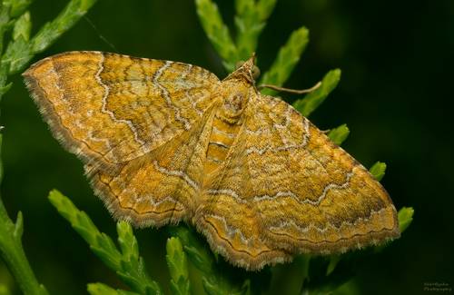 Пяденица охряно-жёлтая