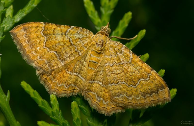 Пяденица охряно-жёлтая фото превью