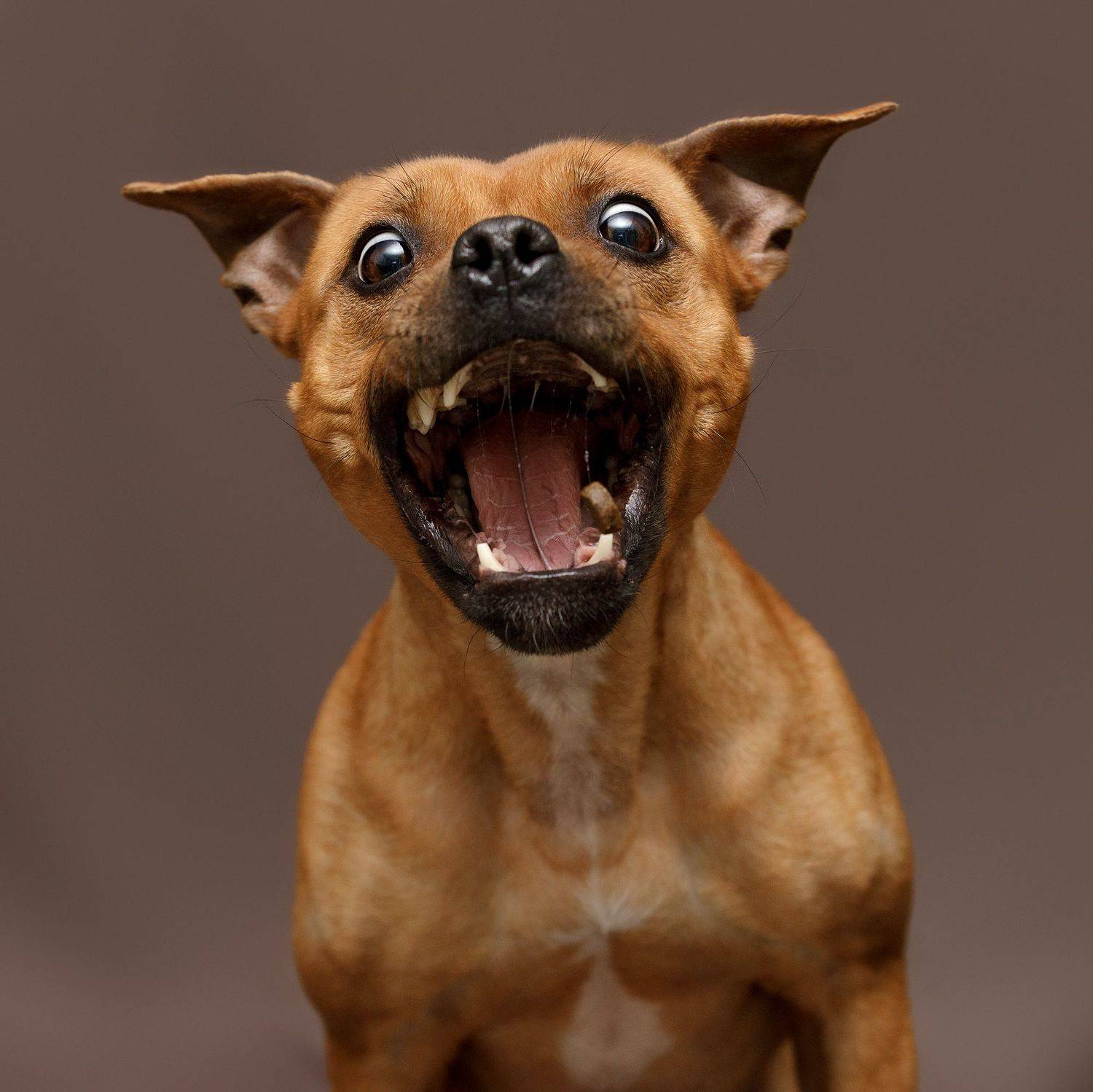 стаффбуль, стаффи, собака, фотограф анималист калуга, фотограф калуга, Шерскова Мария