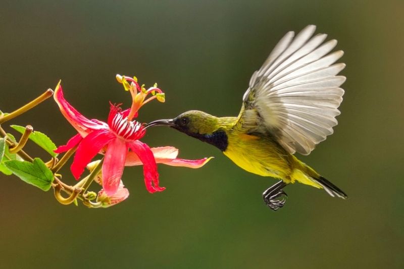 Meal Time фото превью