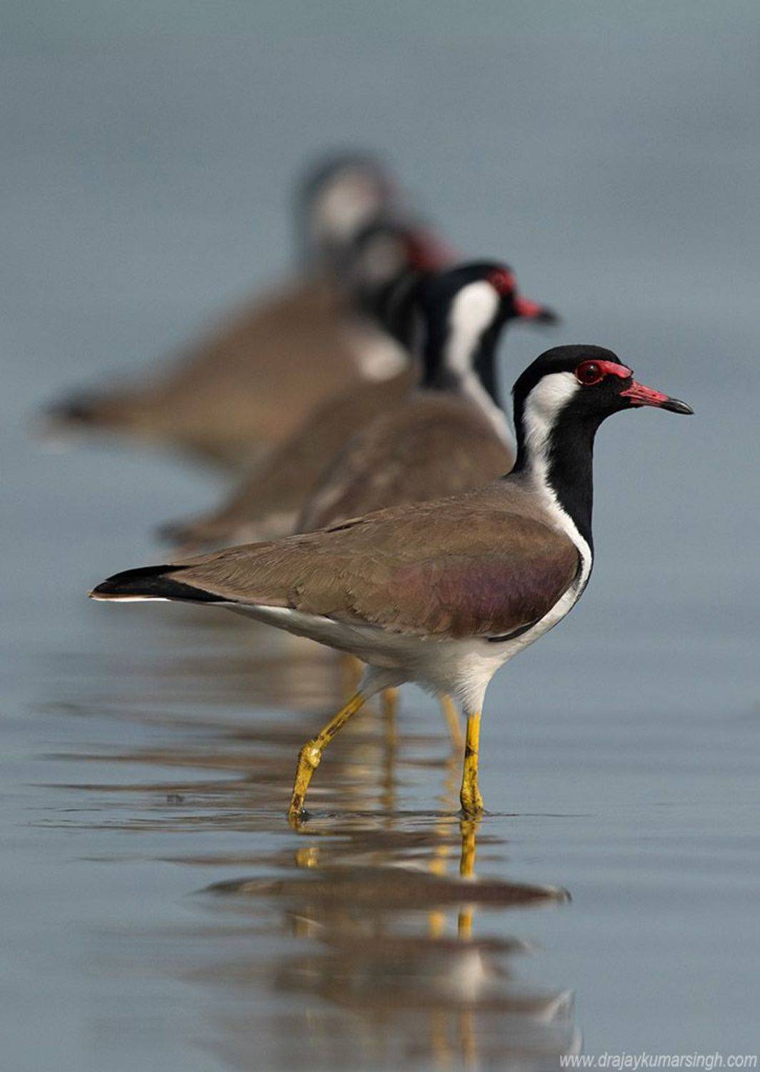 lapwing, Dr Ajay Kumar Singh