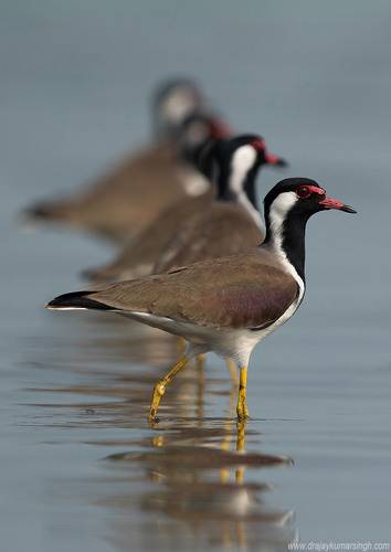 Red-wattled lapwing
