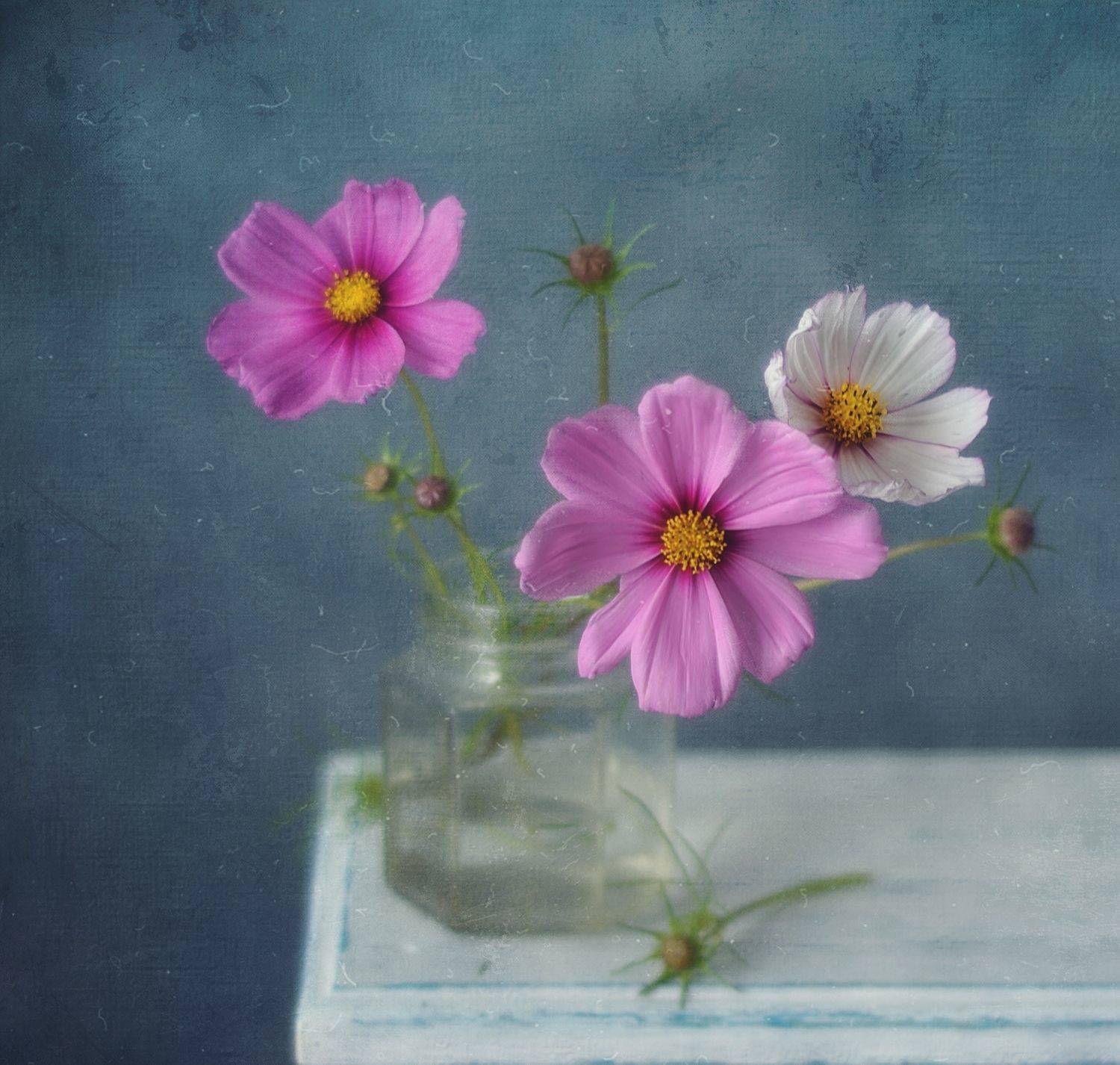 натюрморт,космея,цветы,лето, Наталия К