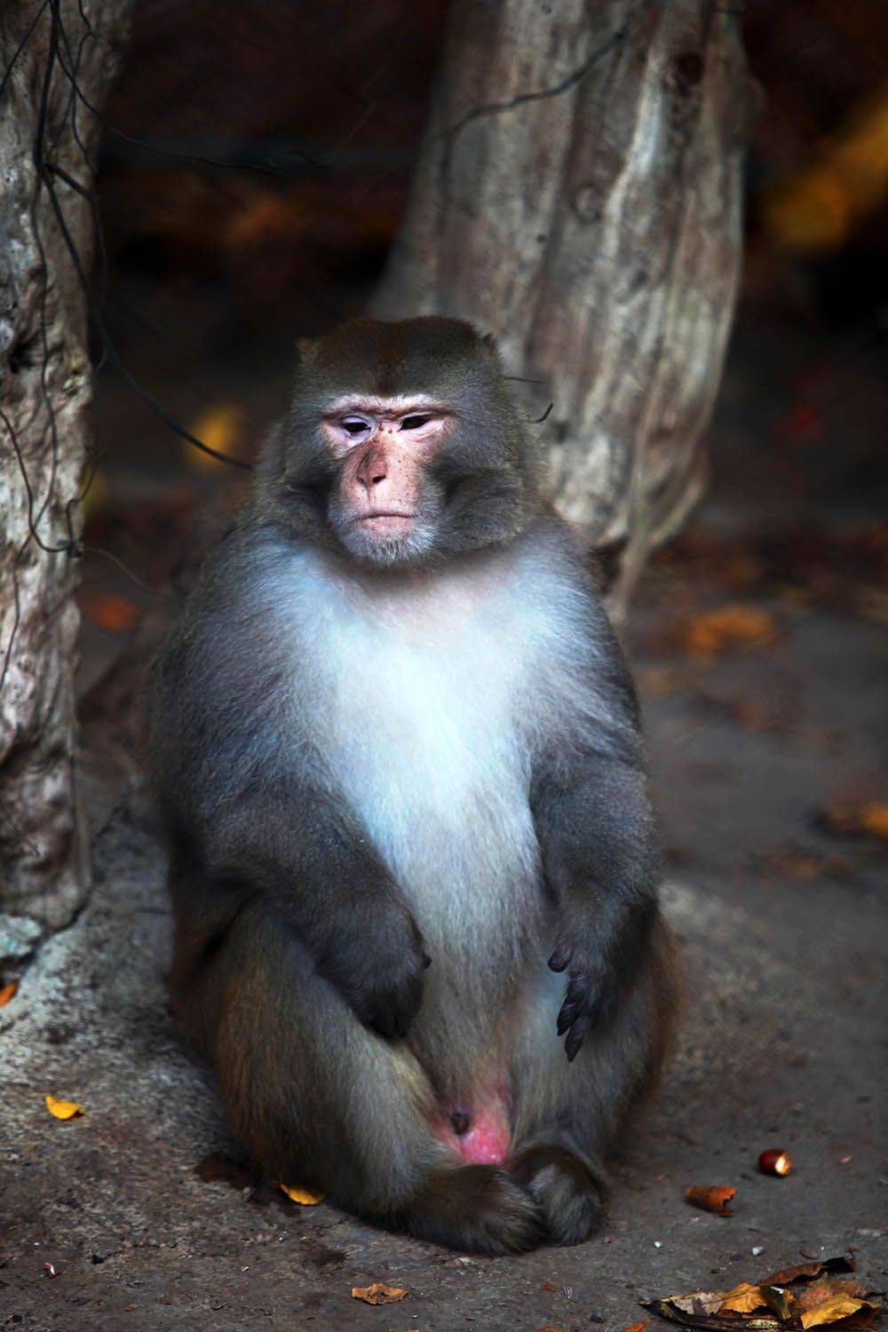 , mehdi karimi souderjani