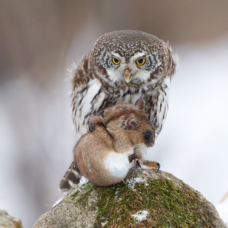 сова; сыч; воробьиный сыч; охота; мышь Моя добыча, никому не отдам! :) фото превью
