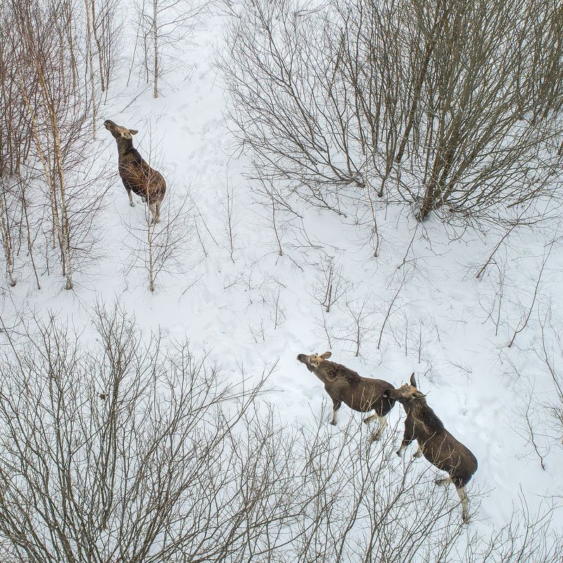 лоси Семейка сохатых фото превью