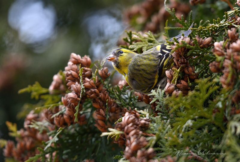 Чижик фото превью