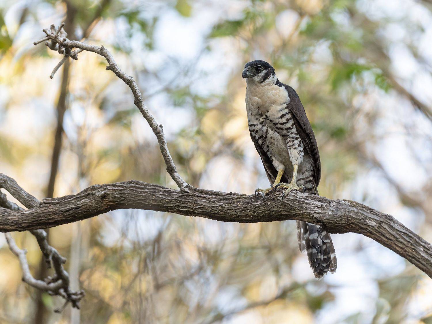, Burgalin Sequeira Fernando