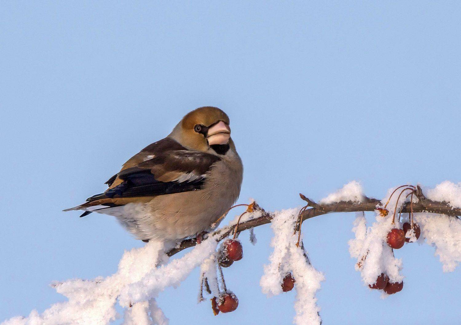 дубонос, зима, январь, Коледова Ирина