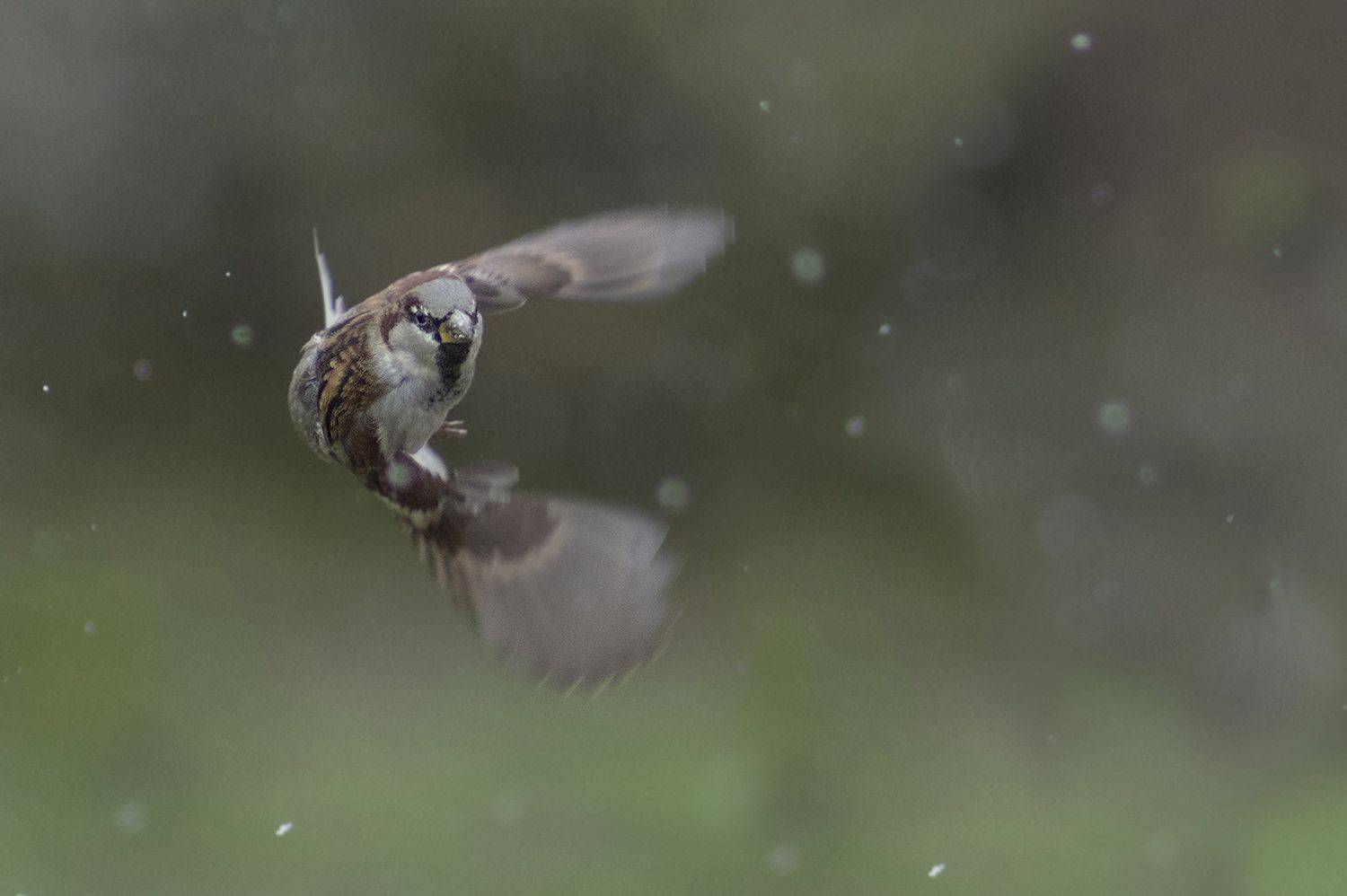 , Евгени Стефанов