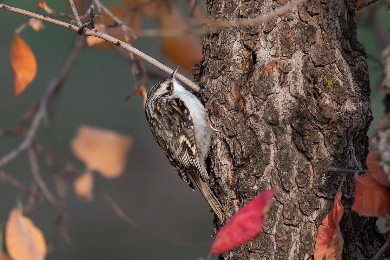 volgograd, russia, wildlife, Certhia familiaris, , Сторчилов Павел