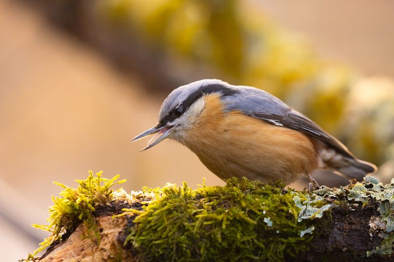 Nuthatch фото превью