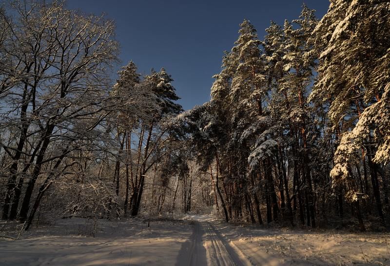 Рождественский лес 4... фото превью