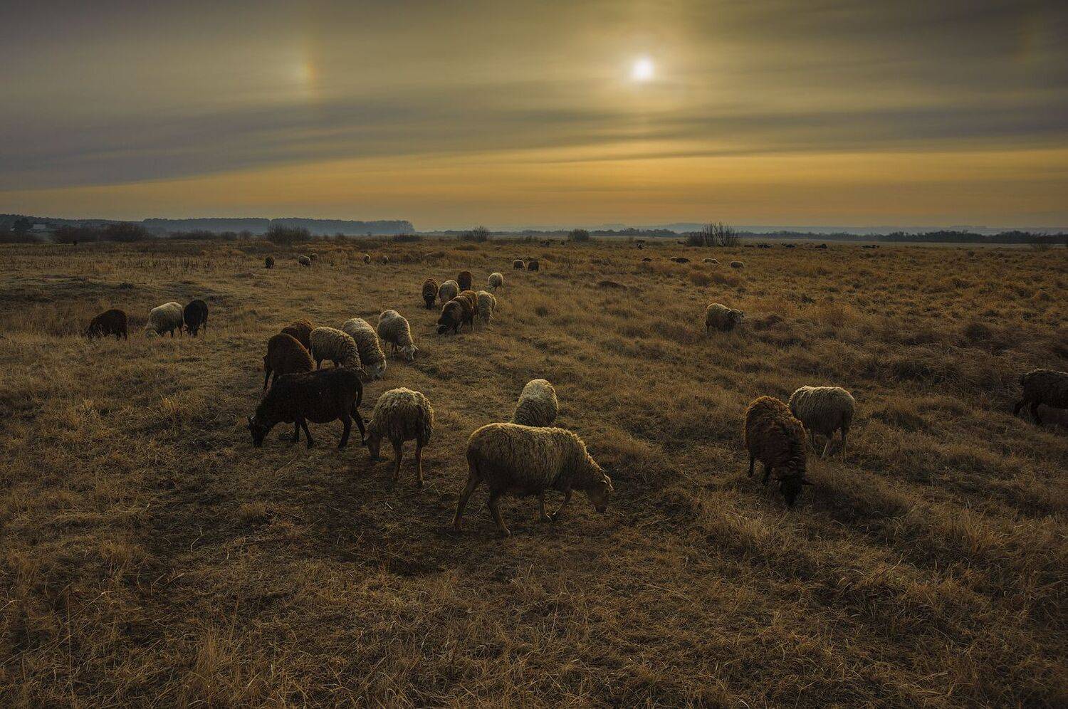овцы, Кутыгин Эдуард