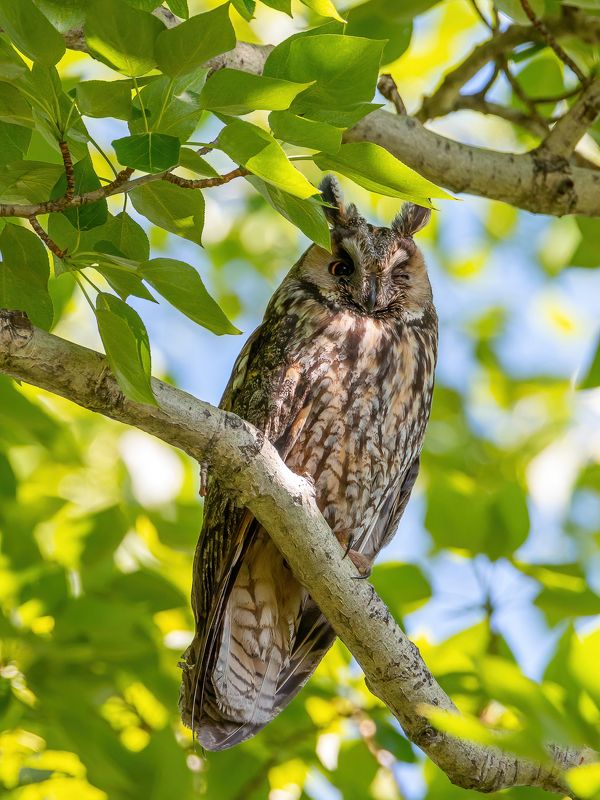 Ушастая сова фото превью