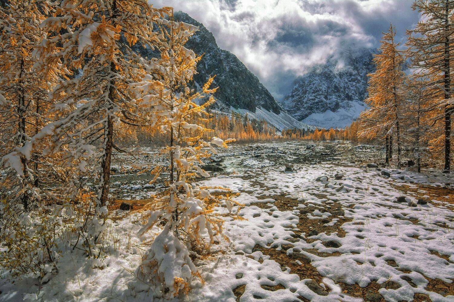 горный алтай,осень,лиственницы,снег,актру,гора караташ, Лора Павлова