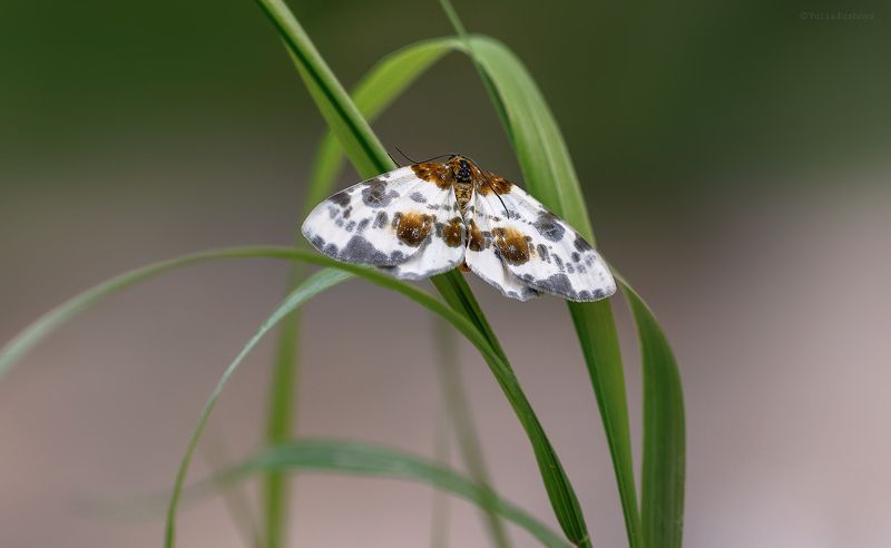пяденица пёстрая вязовая, бабочка Пяденица пёстрая вязовая фото превью