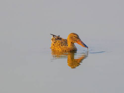 Female northern shoveler