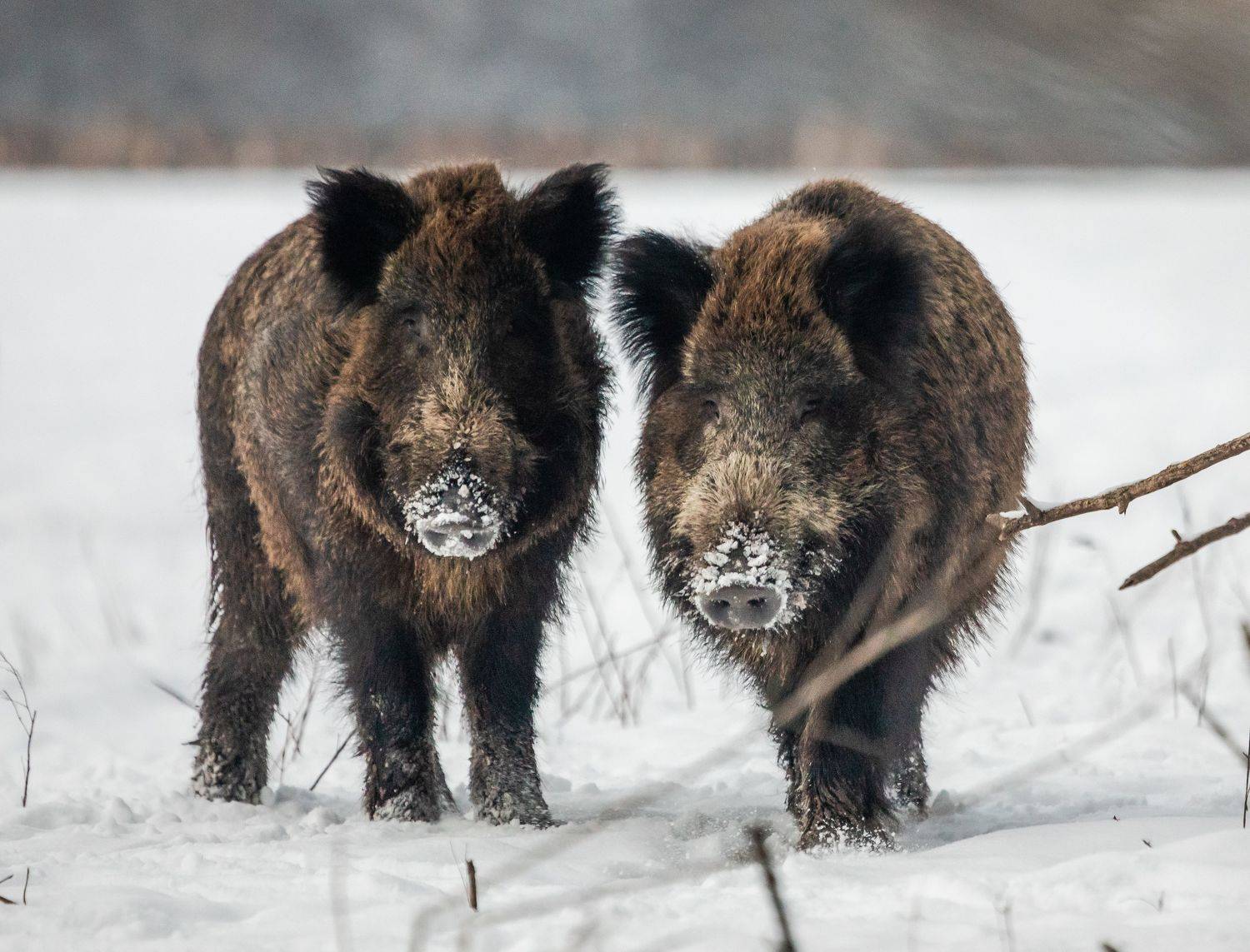 , Веревченко Михаил