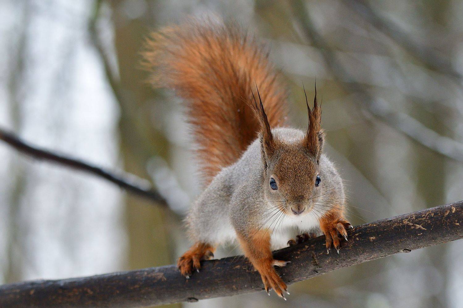 , Корнейчук Игорь