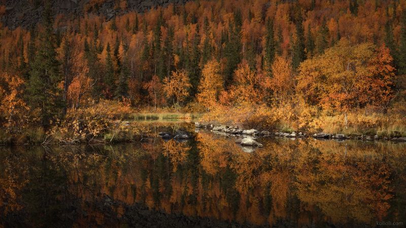 сейдозеро, ловозерские тундры, осень, заполярье, кольский полуостров, ловозеры, мурманская область, отражения, золото Осеннее погружение фото превью