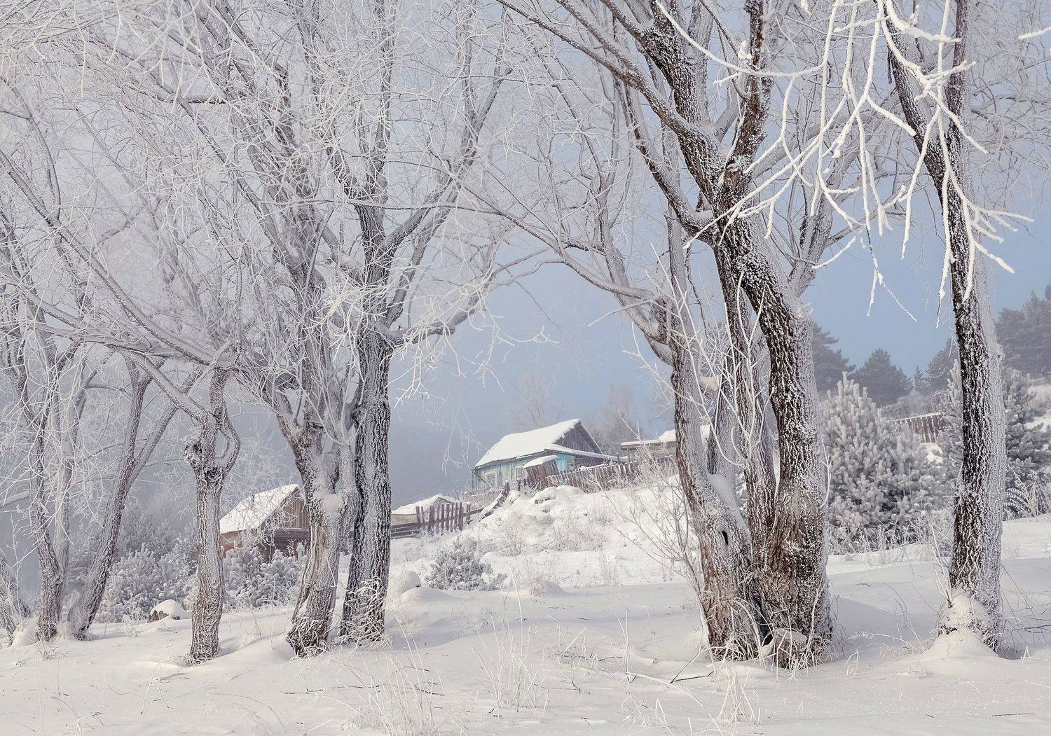 сибирь, мороз, иней, туман, кордон, Фомина Марина