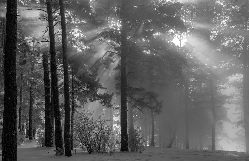 пейзаж, сибирь, зима, мороз, туман *** фото превью