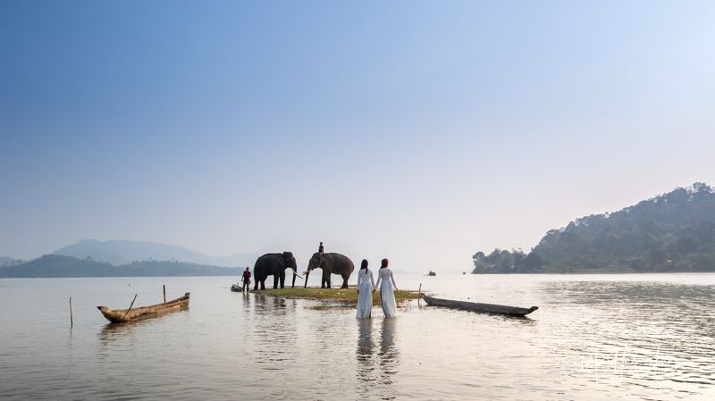 elephants, aodai Ao dai va Voi фото превью