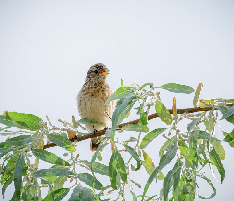 птица, птенец, черноголовый чекан, птенчик черноголового чекана фото превью