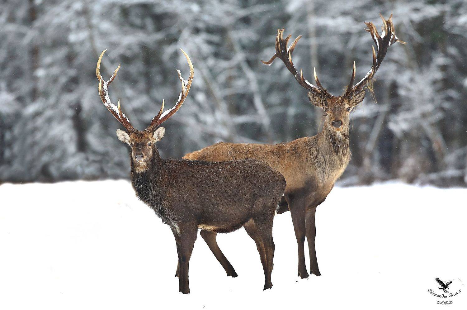 , Александр Гусар