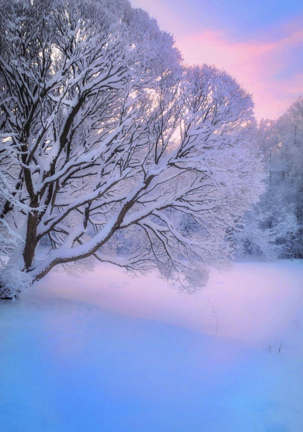 зима, winter, природа, nature, landscape, пейзаж, лес, forest, закат, sunset, Julia Kaissa