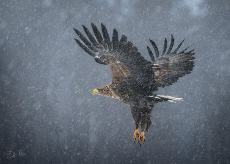 орлан, орлан белохвост, беларусь, красный бор, eagle, white-tailed eagle, дикая природа Однажды в снегопад фото превью