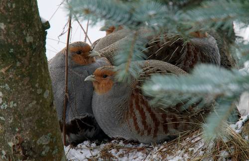 Куропатки отдыхают