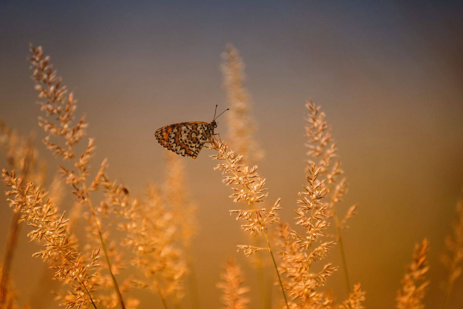 , Герчев Николай