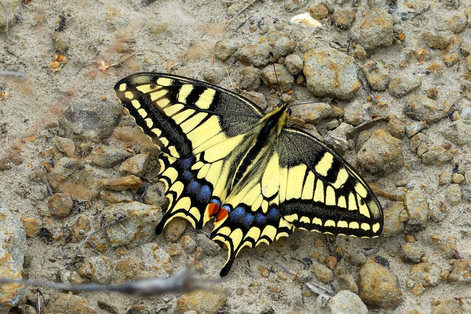 парусник махаон, papilio machaon, парусники, papilionidae, бабочка, Павел Черенков
