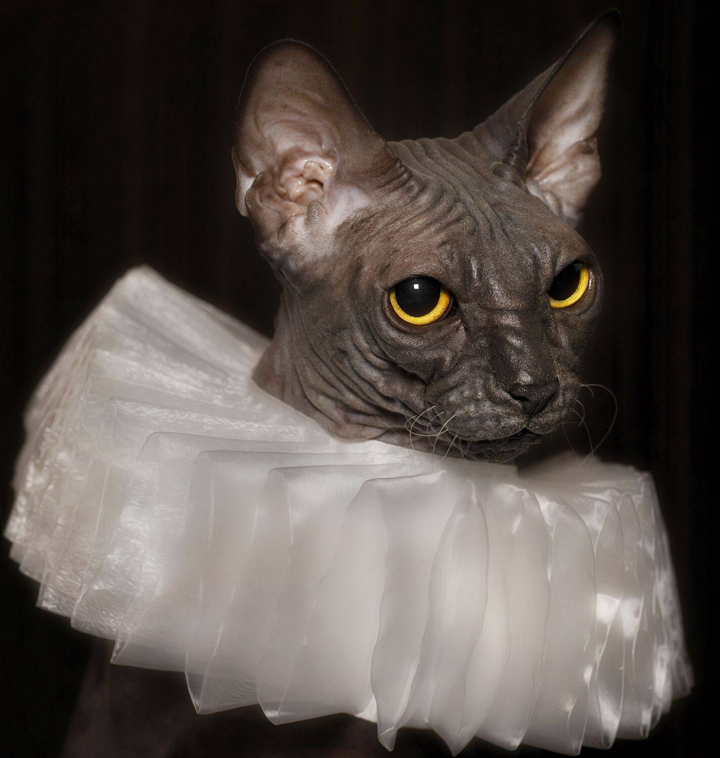 кошка,животные,коты, Ирина Ефимова