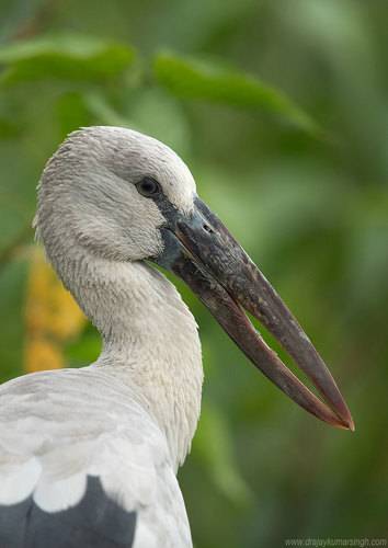 Asian openbill