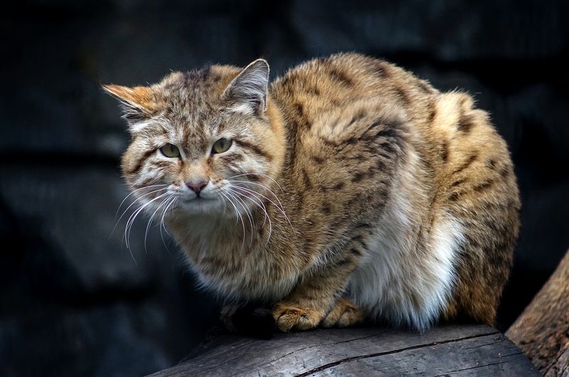 Степной кот фото превью