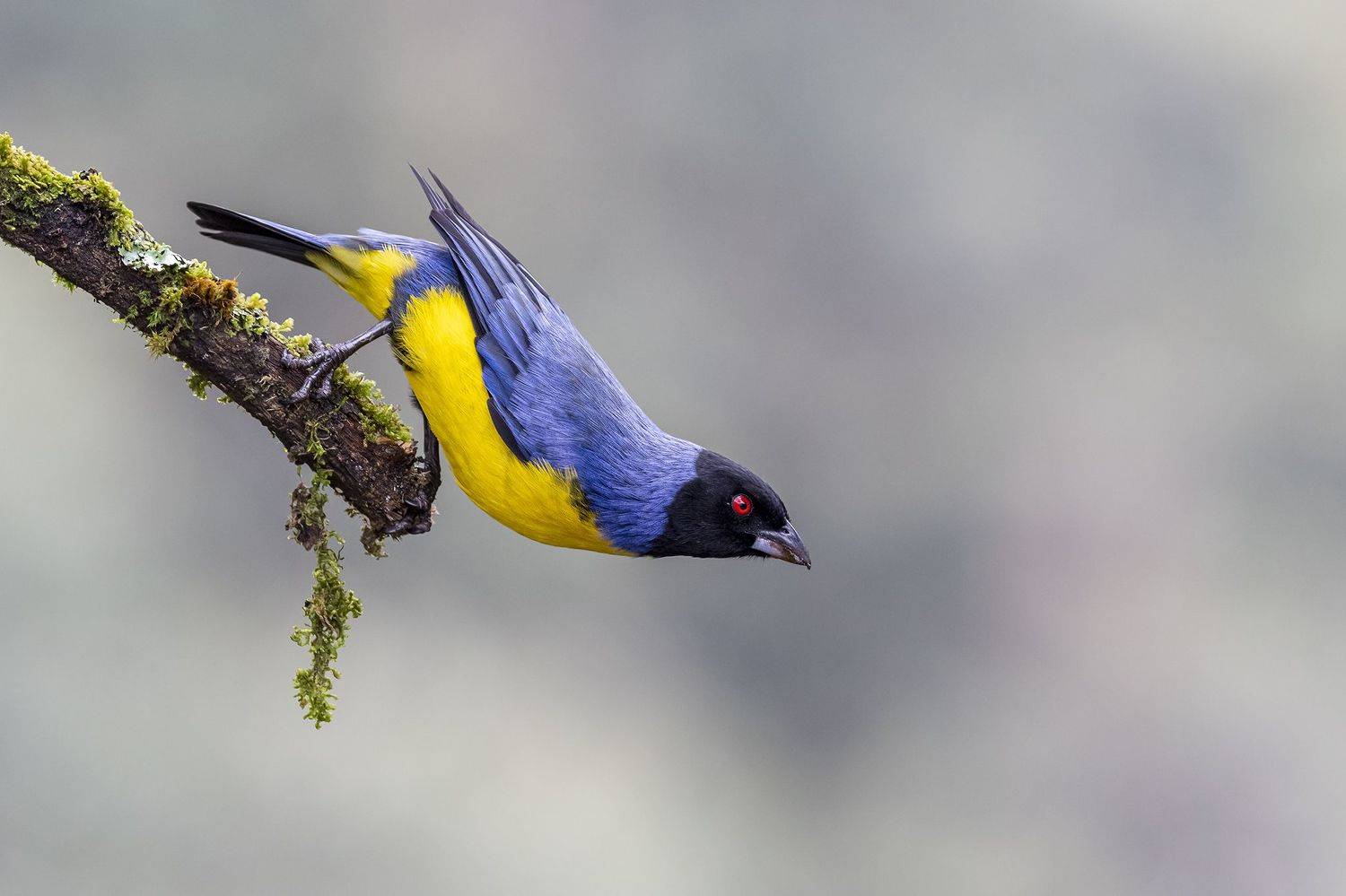 , Burgalin Sequeira Fernando