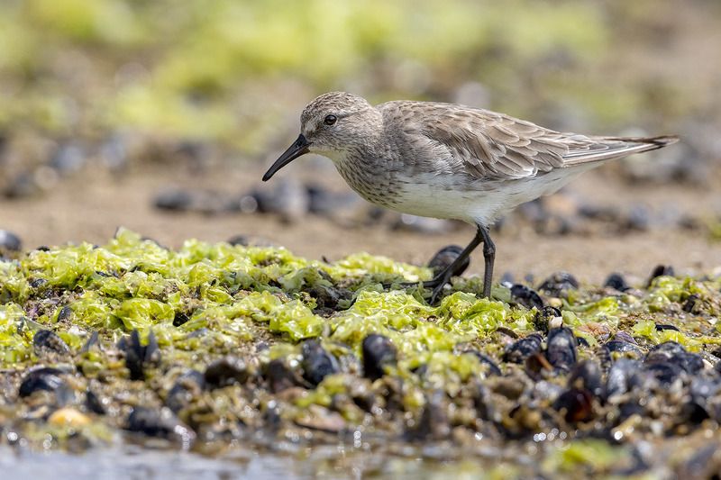 птицы, уругвай *** фото превью
